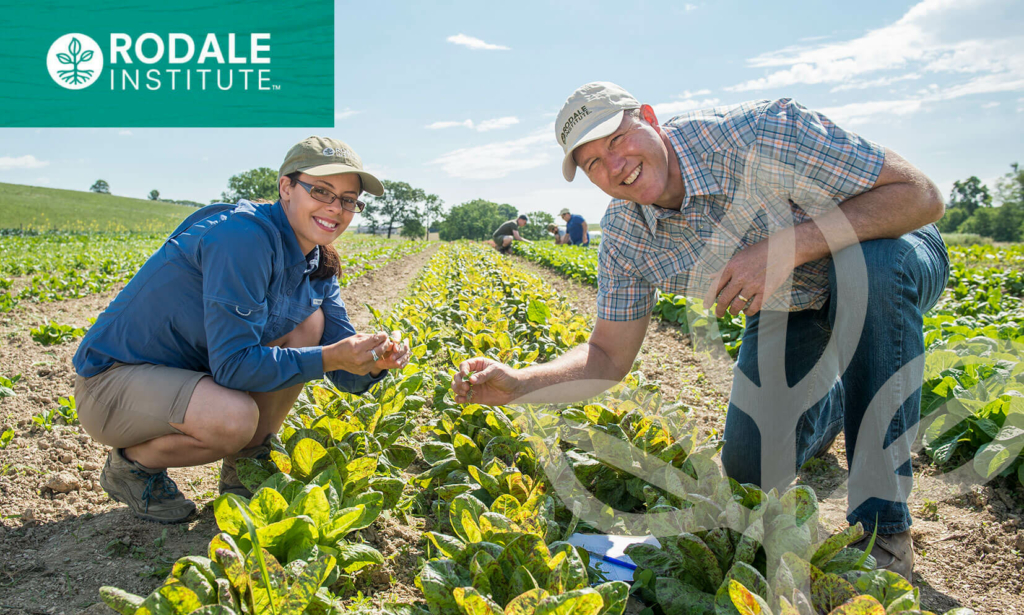 Two scientists evaluating plants in an organic field at Rodale Institute